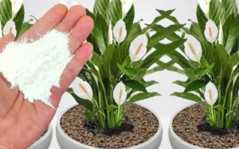 Explodir tantas flores