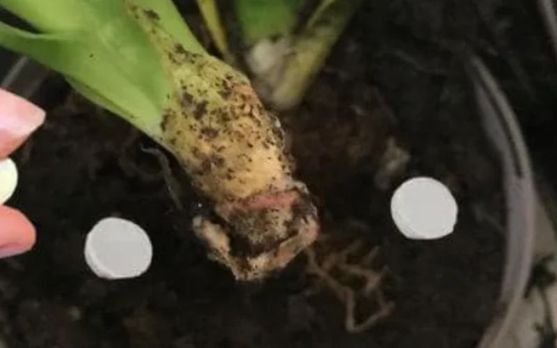 Ingrediente secreto plantas crescem